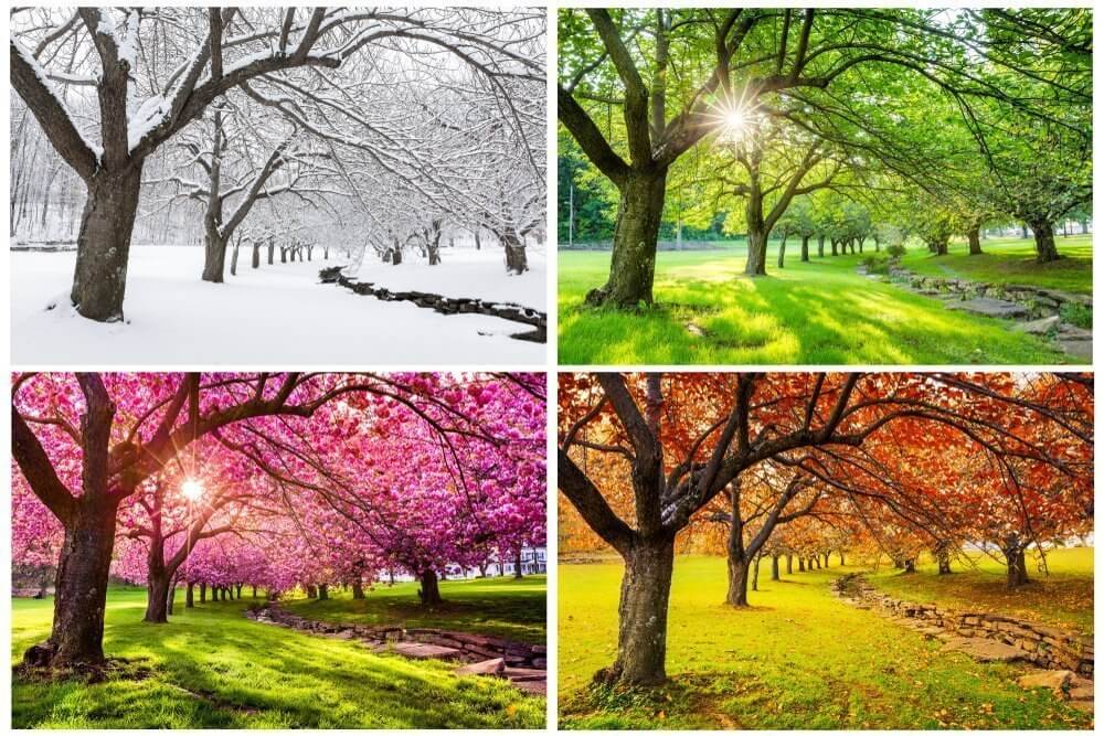 seasons